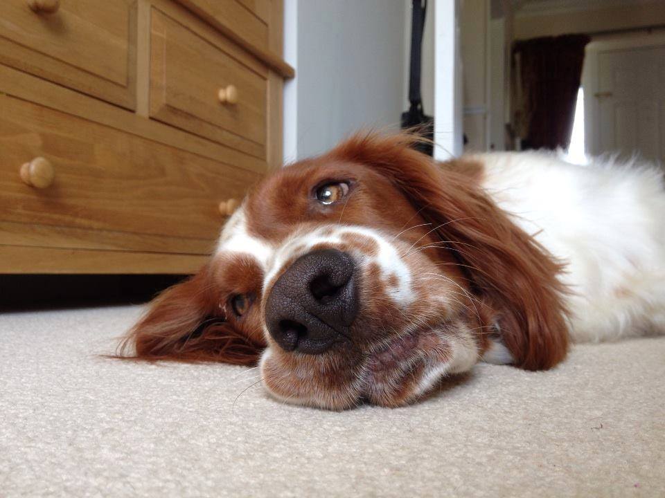 AristoDogz Shropshire s No1 Licensed Exclusive Doggie Holiday Hotel 